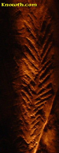New Grange - Representation of a fern or maybe a sheef of wheet