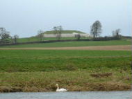 Mute swan on the river boyne at New Grange - Background Wallpaper